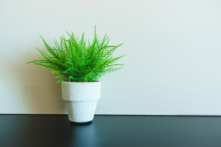 Mini tree pot on black woodenの写真素材