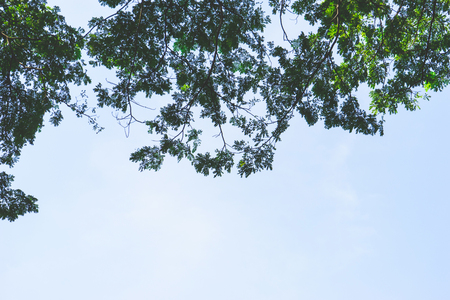 Outdoor tree on sky backgroundの写真素材