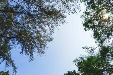 Outdoor tree on sky backgroundの写真素材