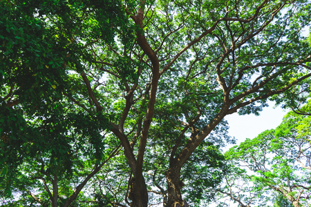 Outdoor tree on sky backgroundの写真素材