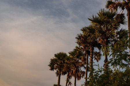 Pine beach is on the beach.の写真素材
