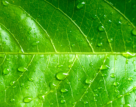 Green leaf water drop on backgroundの写真素材