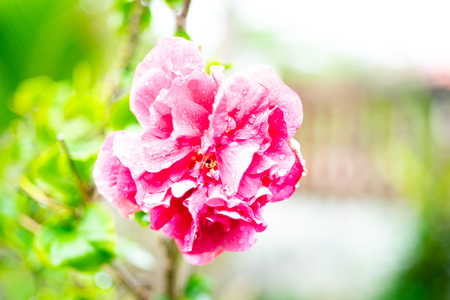 Pink flower water drop on backgroundの写真素材