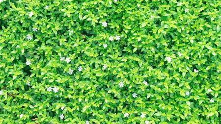 Green grass on backgroundの写真素材