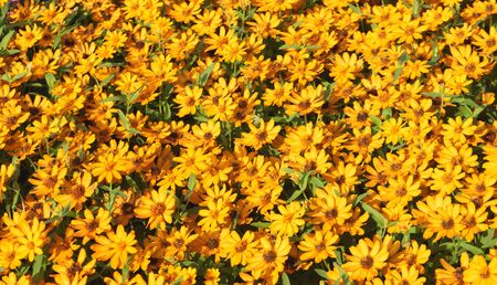 Top view yellow flower on backgroundの写真素材