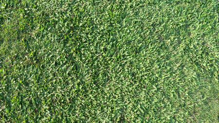 Green grass on backgroundの写真素材