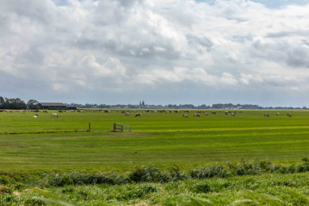 Rural landscape with cows grazing in a meadow in the Netherlandsの写真素材
