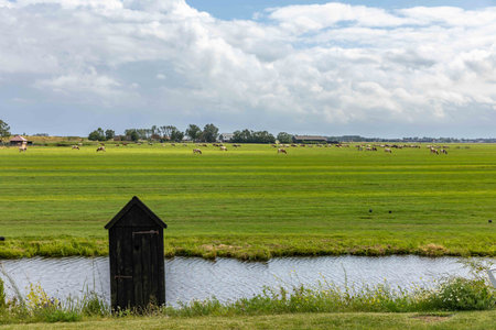 Cows grazing in a meadow near a small house in the Netherlandsの写真素材