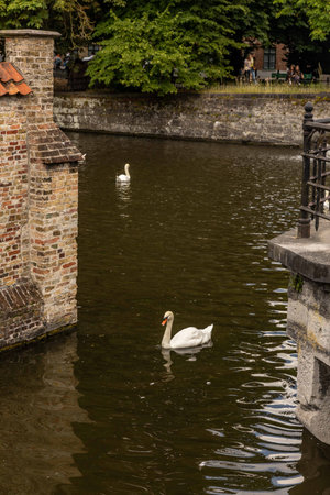 White swans swimming in a canal in the city of Bruges, Belgiumの写真素材