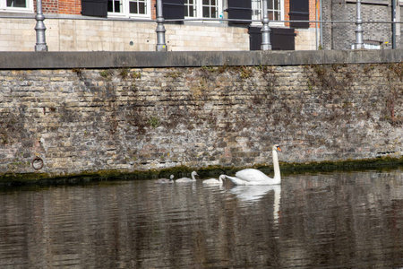 Swan family swimming in a canal in Bruges, Belgiumの写真素材