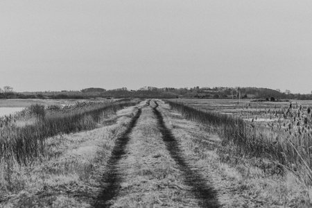 Dirt road through the field. Black and white photo of rural landscape.の写真素材