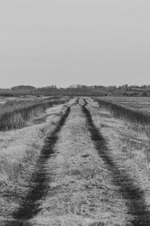 Country road in the middle of the field, black and white photoの写真素材