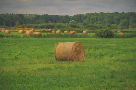 Hay rolls in green grass fields and forest in background