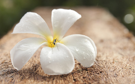 white flower isolated on white background の写真素材