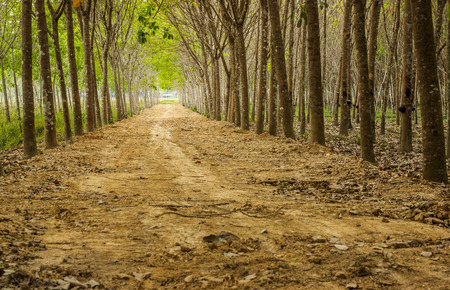 Para rubber tree gardenの写真素材