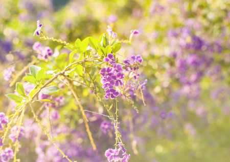 Beautiful flower, beautiful nature with colorful and blur backgroundの写真素材