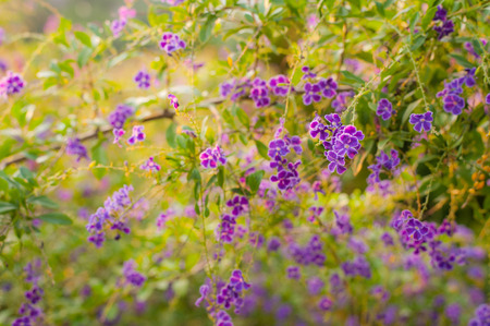 Beautiful flower, beautiful nature blur backgroundの写真素材