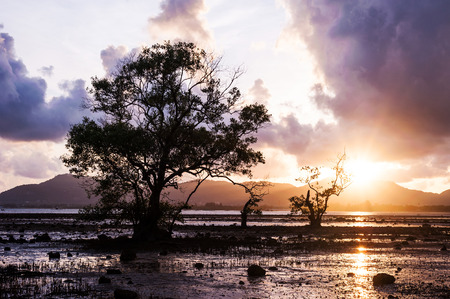 Tree in the sea with color of sunset and storm cloud,  Klong Mudong Beach, Phuket Thailandの写真素材