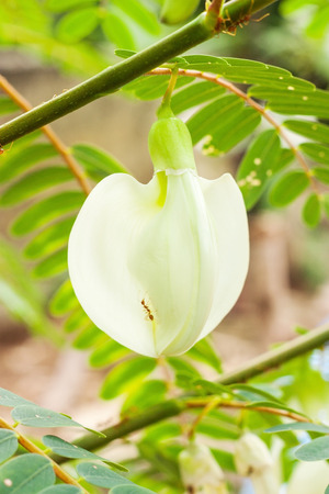 White flower with red ant and blur backgroundの写真素材