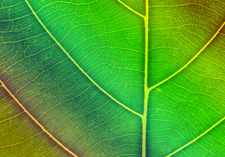 Pattern of leaf closeup for background, Colorful