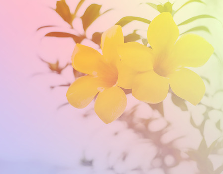Flower sweet color and blur backgroundの写真素材