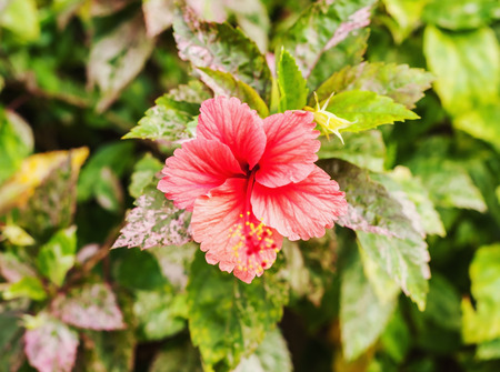 Hibiscus pink flower on blur background, Selective focusの写真素材
