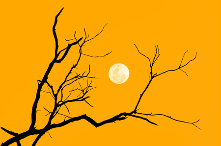 Silhouette branch of tree with the moon in color of sunriseの写真素材