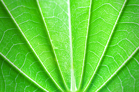 Macro texture of green leaf selective focus for design