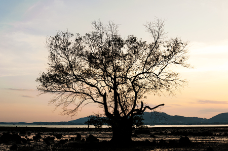 Texture branch of tree, Silhouette branch of tree with color of the sunset, Branch texture in color of twilight, Seascape with color of sunset in twilightの写真素材