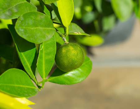 Fresh lime from the tree on blurred backgroundの写真素材