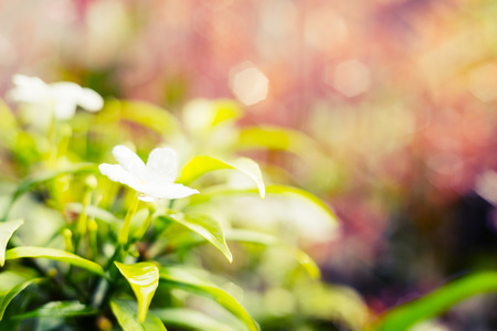 Vintage landscape nature flower background, White flower with light bokeh nature blure backgroundの写真素材
