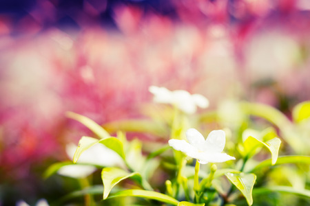 Vintage landscape nature flower background, White flower with light bokeh nature blure backgroundの写真素材