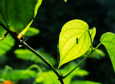 Go green concept, Vintage landscape nature leaf background, Green leaf with nature bokeh star shape on blurred dark backgroundの写真素材