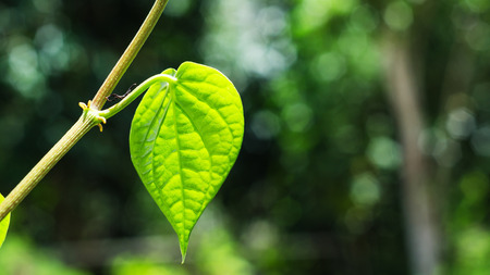 Go green concept, Green leaf with light nature bokeh blur background low key toneの写真素材