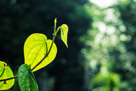 Go green concept, Vintage landscape nature leaf background, Green leaf with nature bokeh star shape on blurred dark backgroundの写真素材