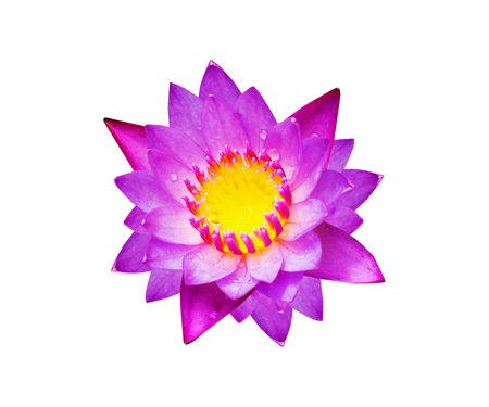 Purple water lily flower (lotus) isolateの写真素材