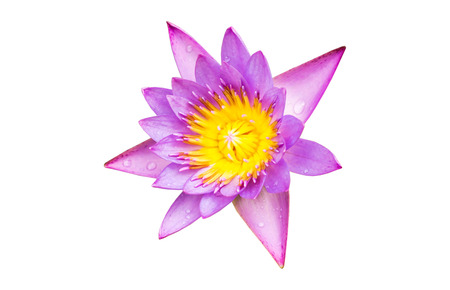 Purple water lily flower (lotus) isolate on white background with clipping pathの写真素材