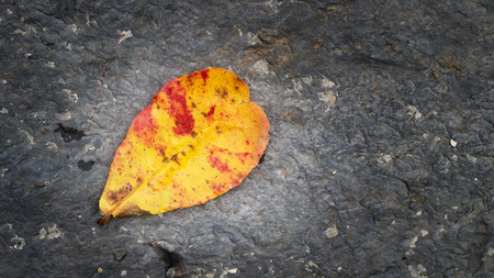 Leaf fall on texture of the rock, Detailed structure of rock, Abstract natural black rock dark border for design.の写真素材
