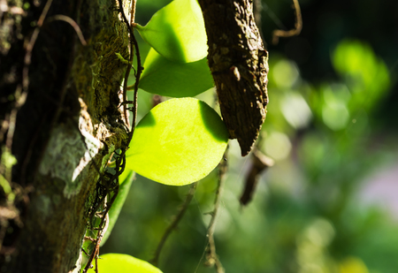 Green leaf shadow with texture and pattern of tropical nature selective focus