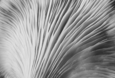 Macro image of mushroom black and white abstract backgroundの写真素材