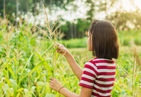 Girl lifestyle in corn field with sunlight in morning lightの写真素材