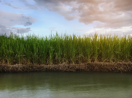 Rice field with sunrise or sunset and flare over the sun in moning lightの写真素材