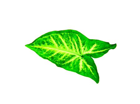 Green leaf tropical isolated on white background environment conceptの写真素材