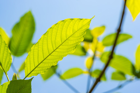 Green leaf nature with branch on lblue sky nature blurred backgroundの写真素材