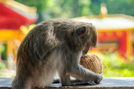 Asia monkey wildlife on blurred backgroundの写真素材