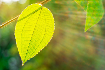 Green leaf with sun ray on bokeh nature blurred backgroundの写真素材