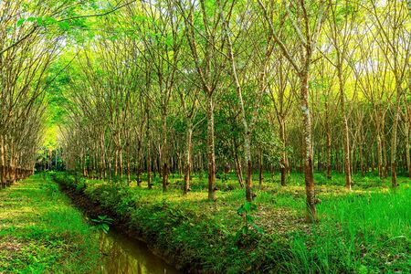 Latex rubber plantation or para rubber tree or tree rubber in southern Thailandの写真素材