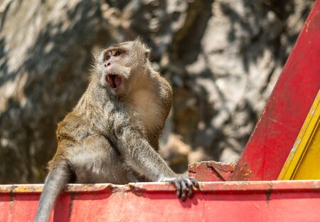 Asia monkey wildlife on blurred background