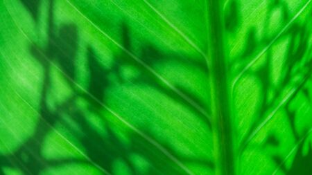 Green leaf with shadow of leaves nature texture background