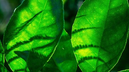 Green leaf with shadow blurred background
